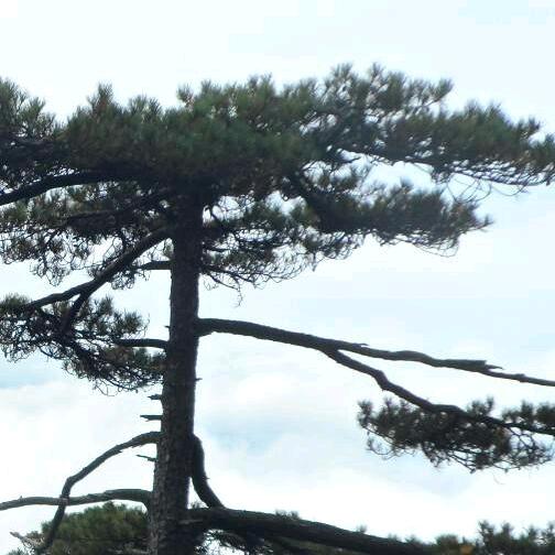 松树