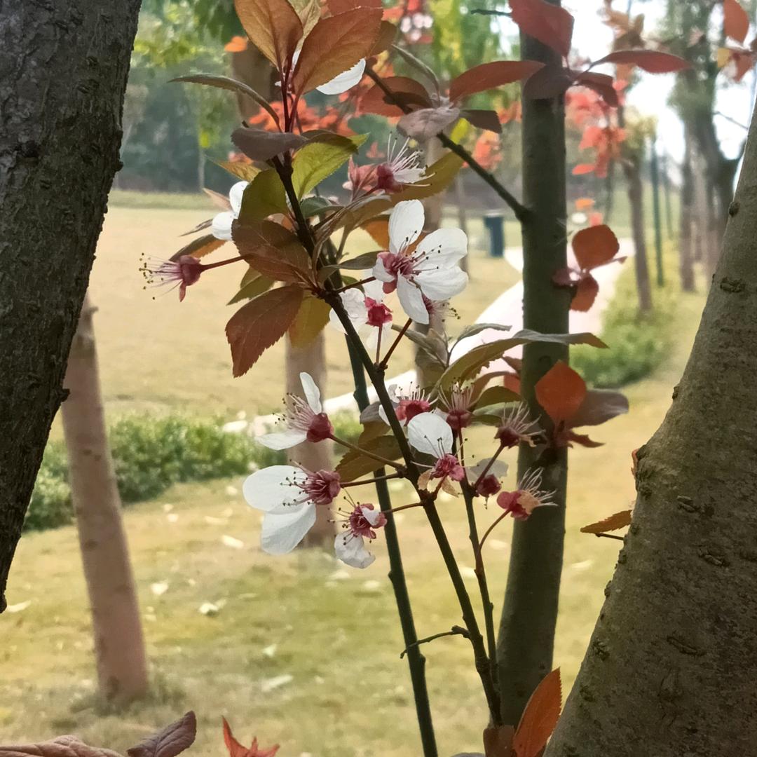 啥子嘛