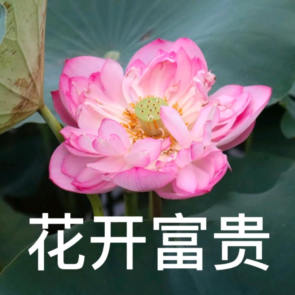 花开富贵。