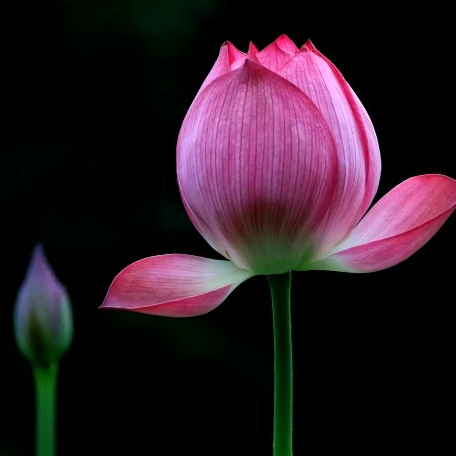 惜缘🍎灬心之缘