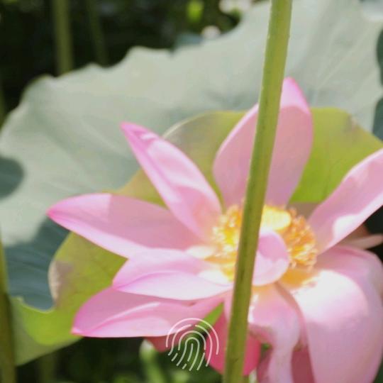 成亮古韵乡途旅拍