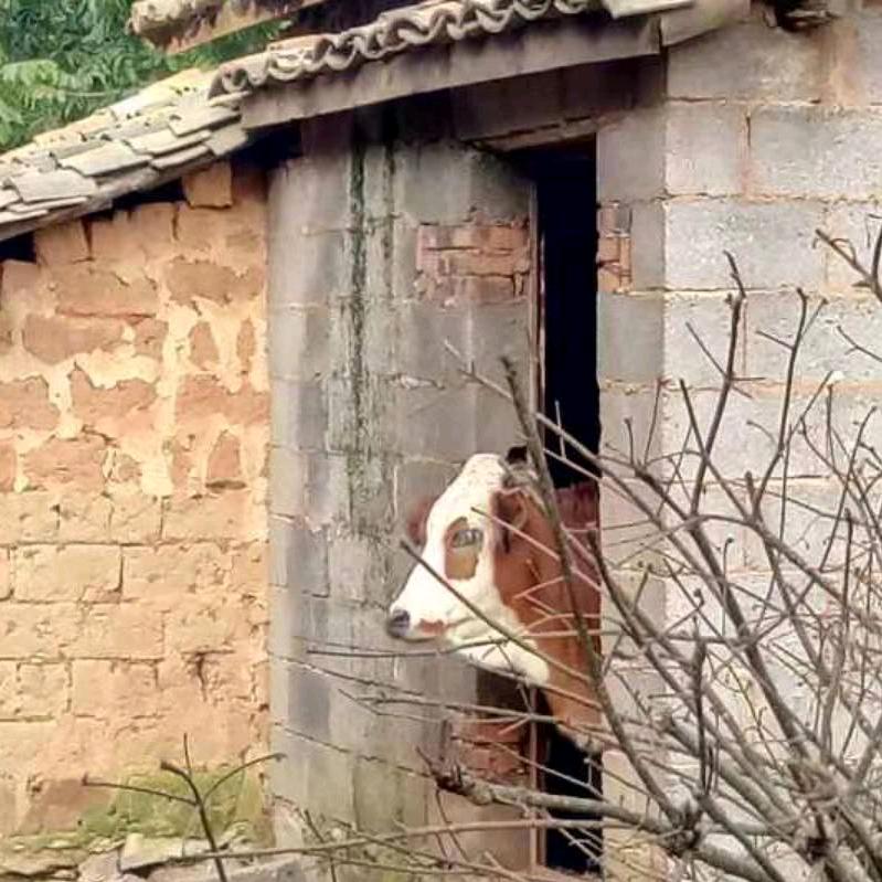 书生说牛