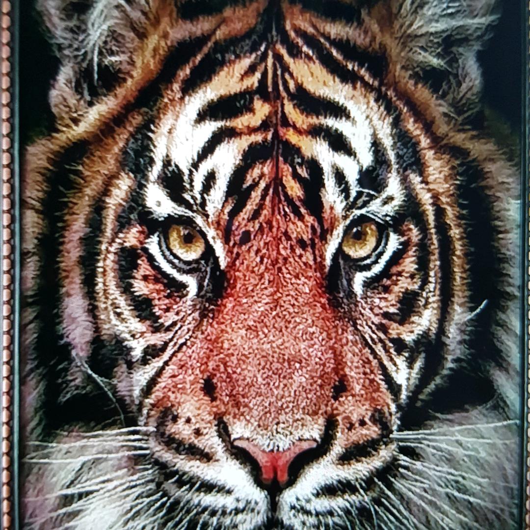 山猫
