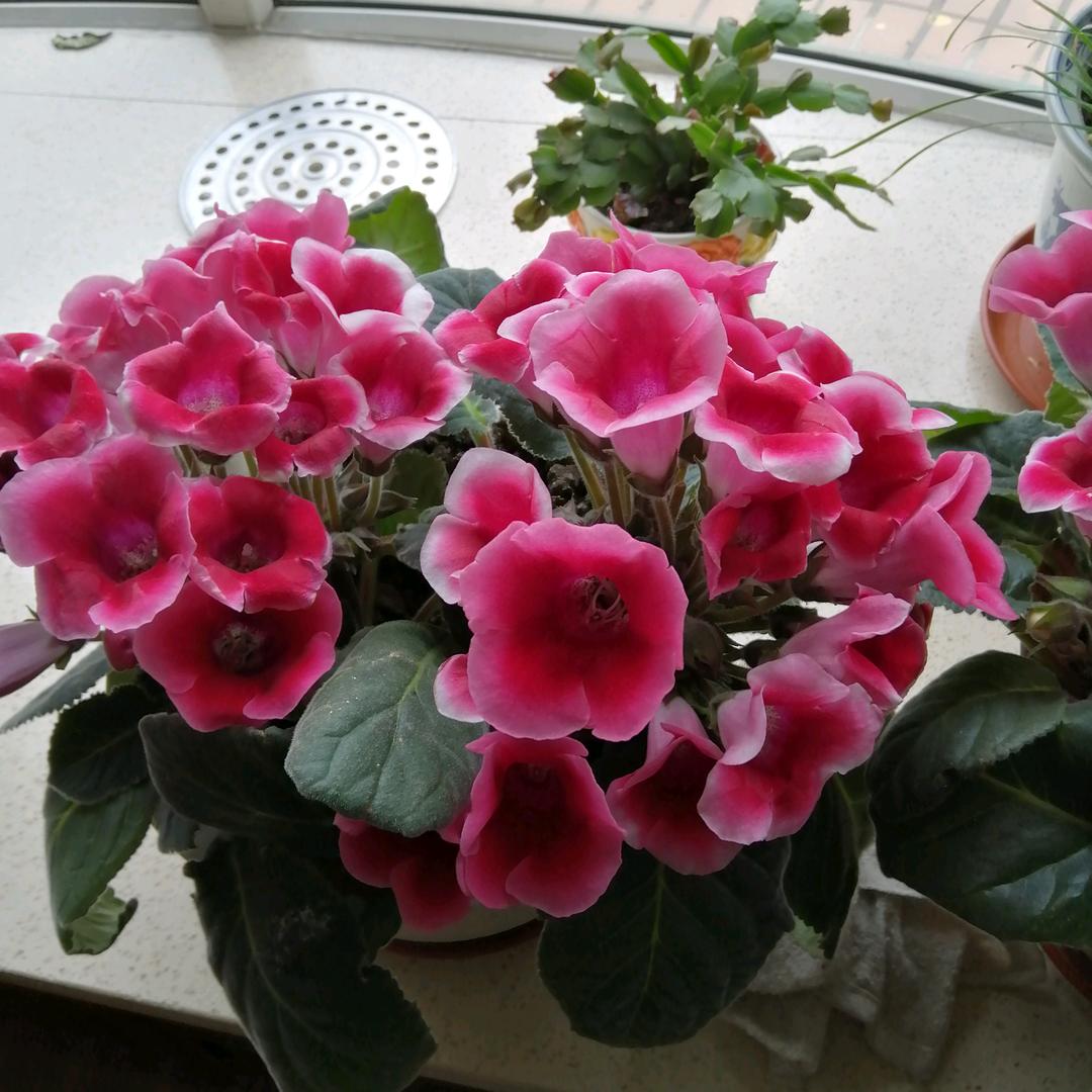 芙蓉