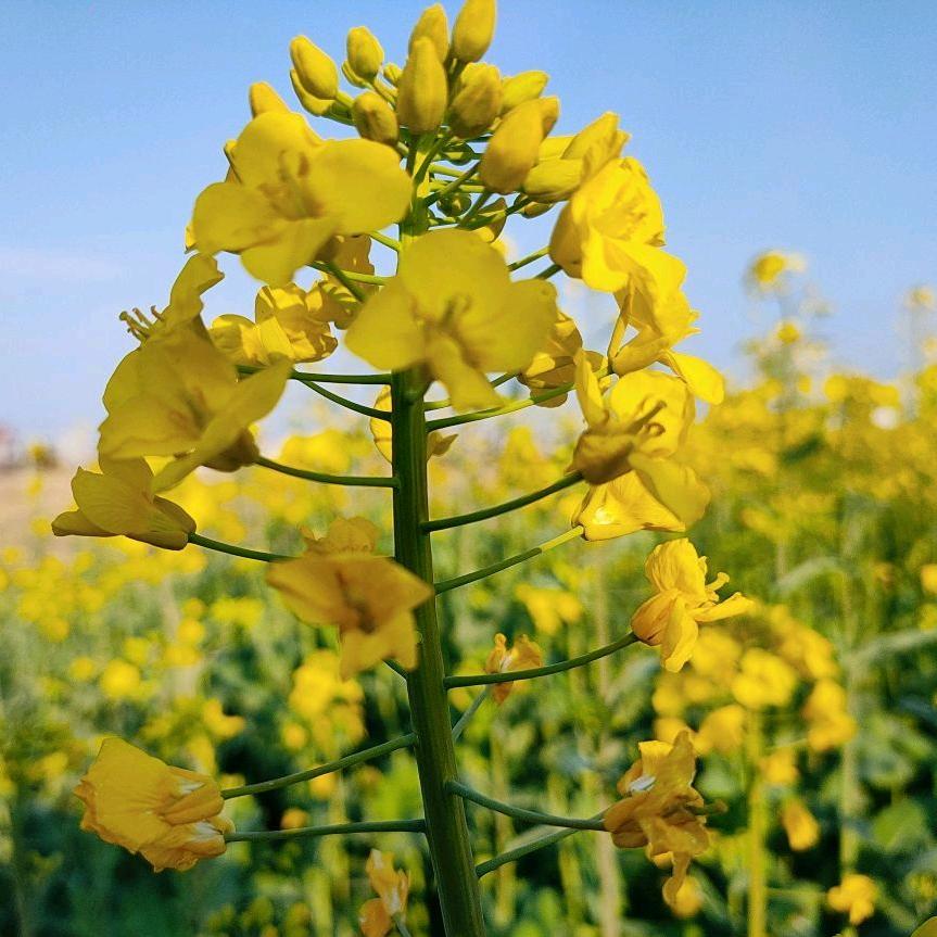 张老师教书日记