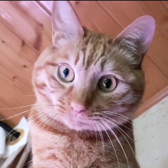 我有八只猫~