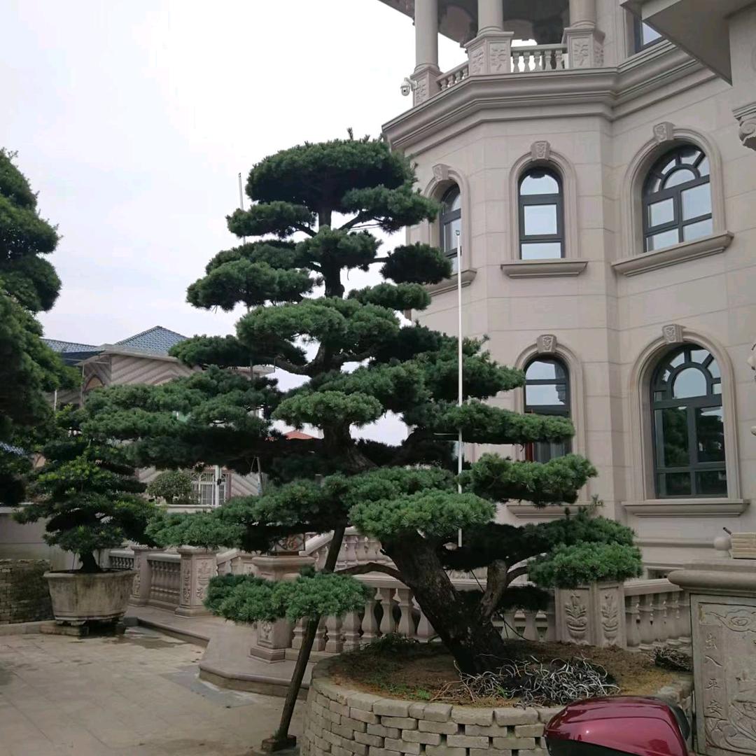 盛昌花木