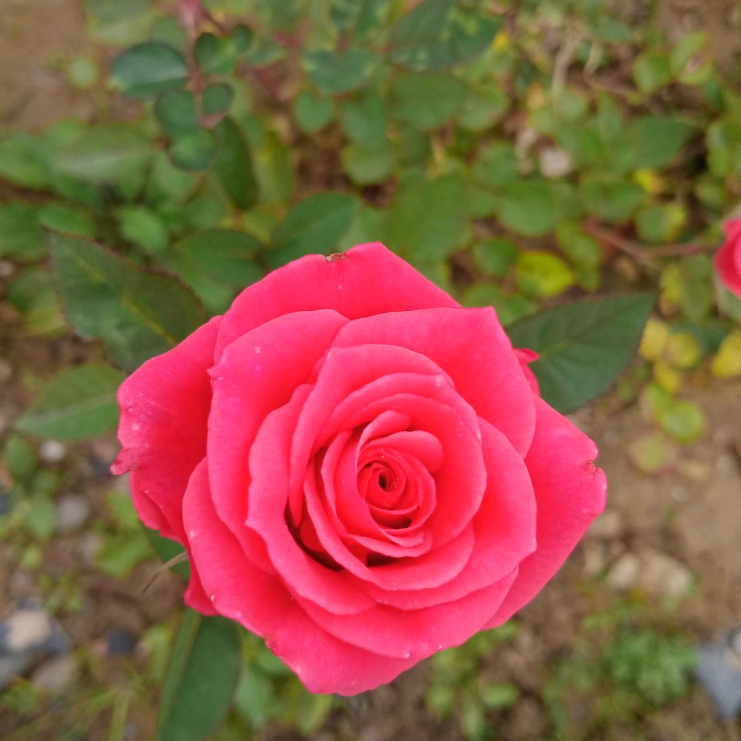 ＠又是摆烂的一天