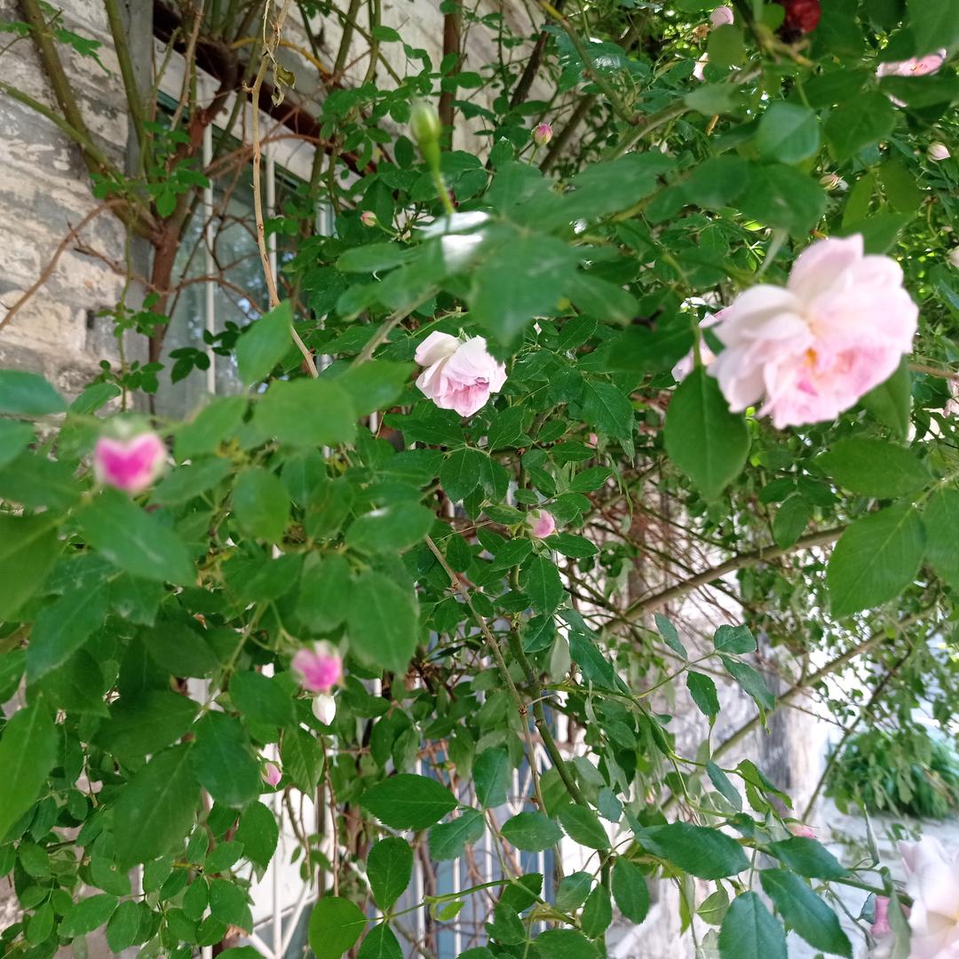 语花似玉