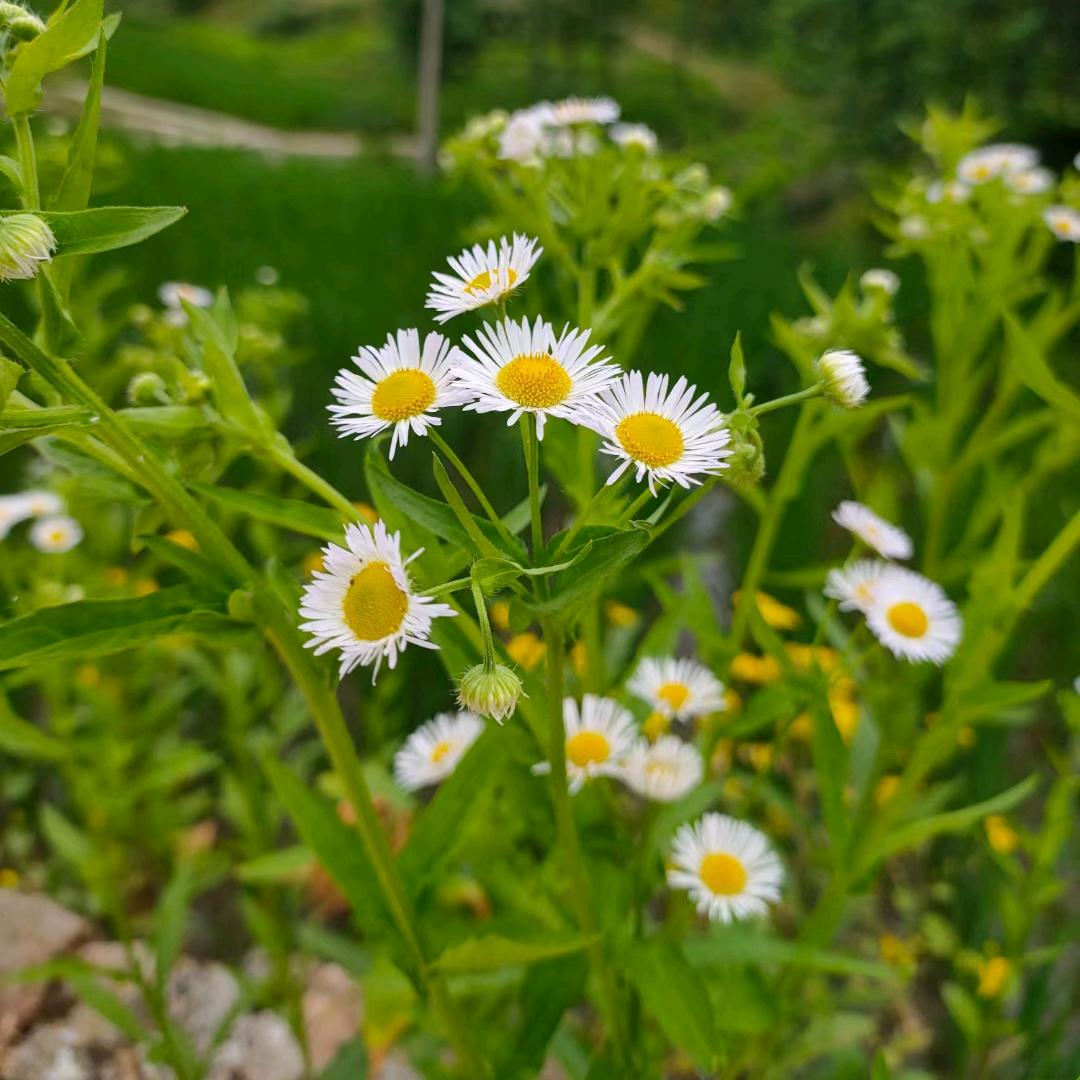 拽着辫子 小屁孩