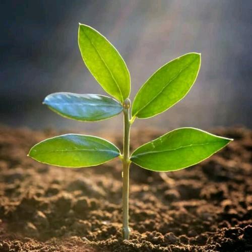 鱼木木（关必回）