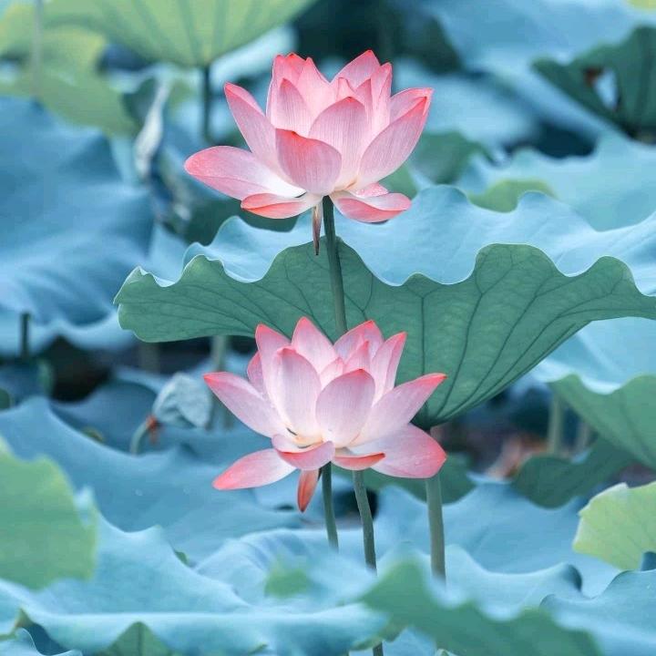 🌸碧玉生花🌸