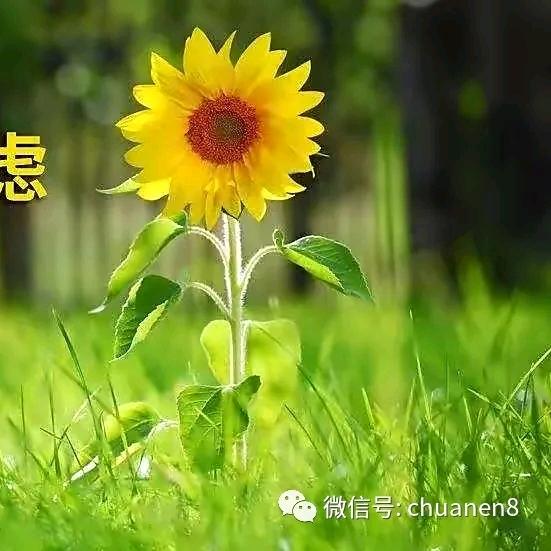 、彩虹下的约定