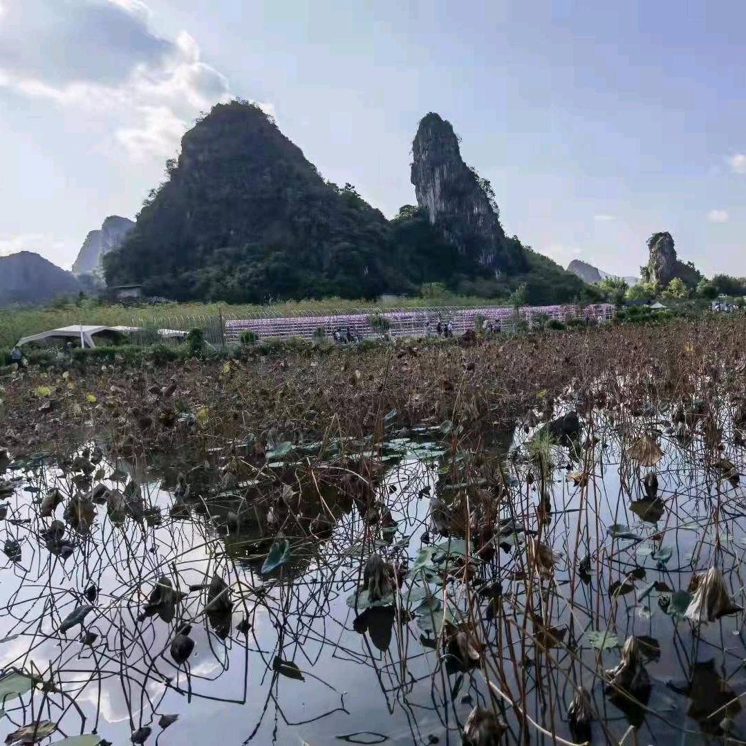 小书艺强（音视疗愈养生）