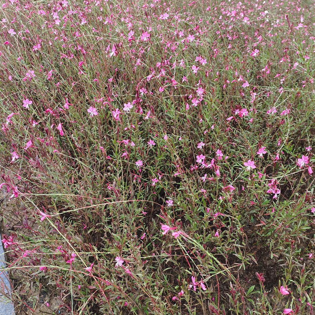 只饮烈酒不谈人生