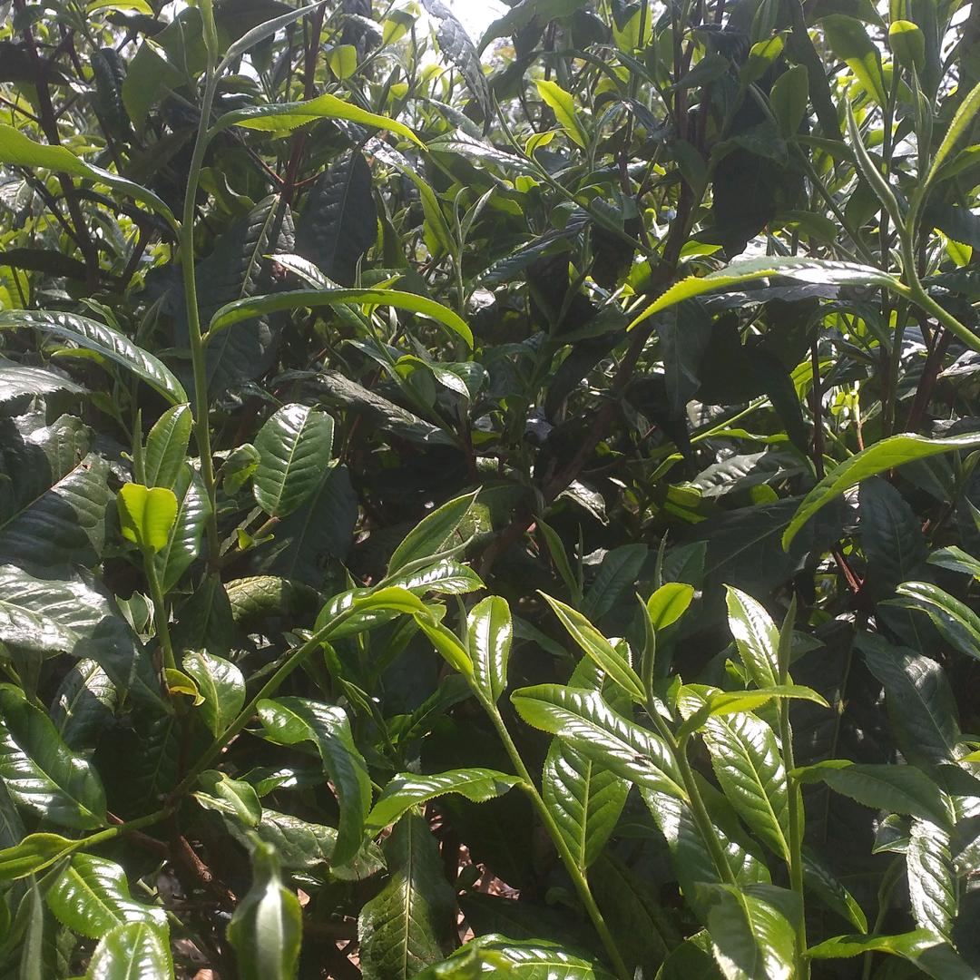 一片叶子的故事