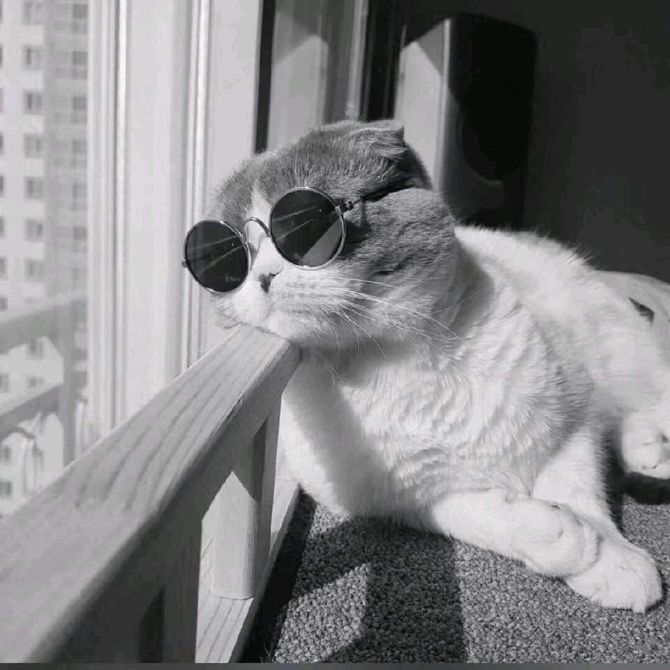 棒棒糖