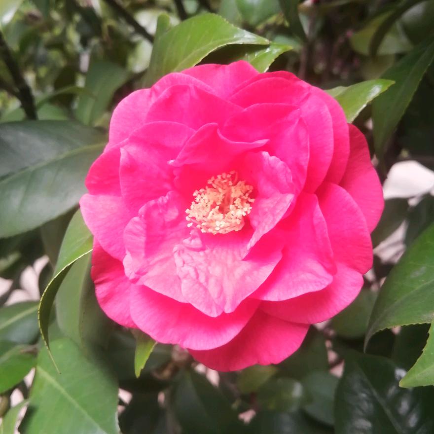 胡桃木餐桌椅茶台