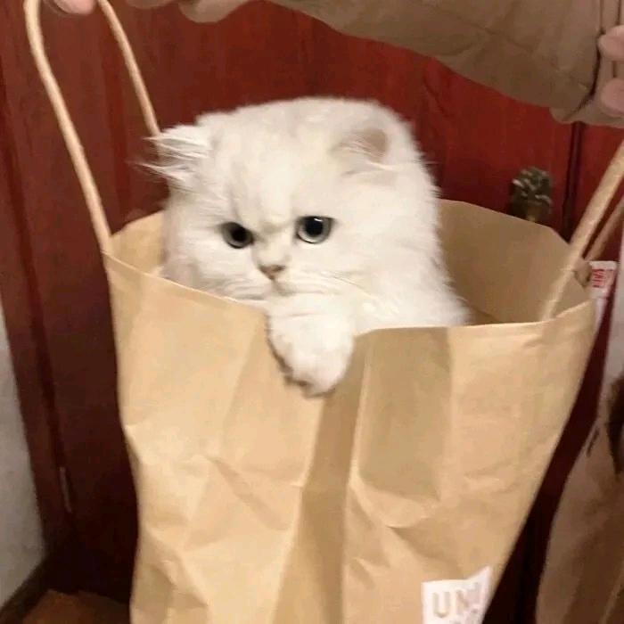 喵耶