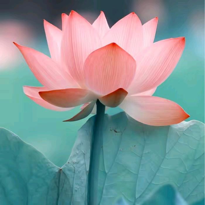 花开富贵🌺