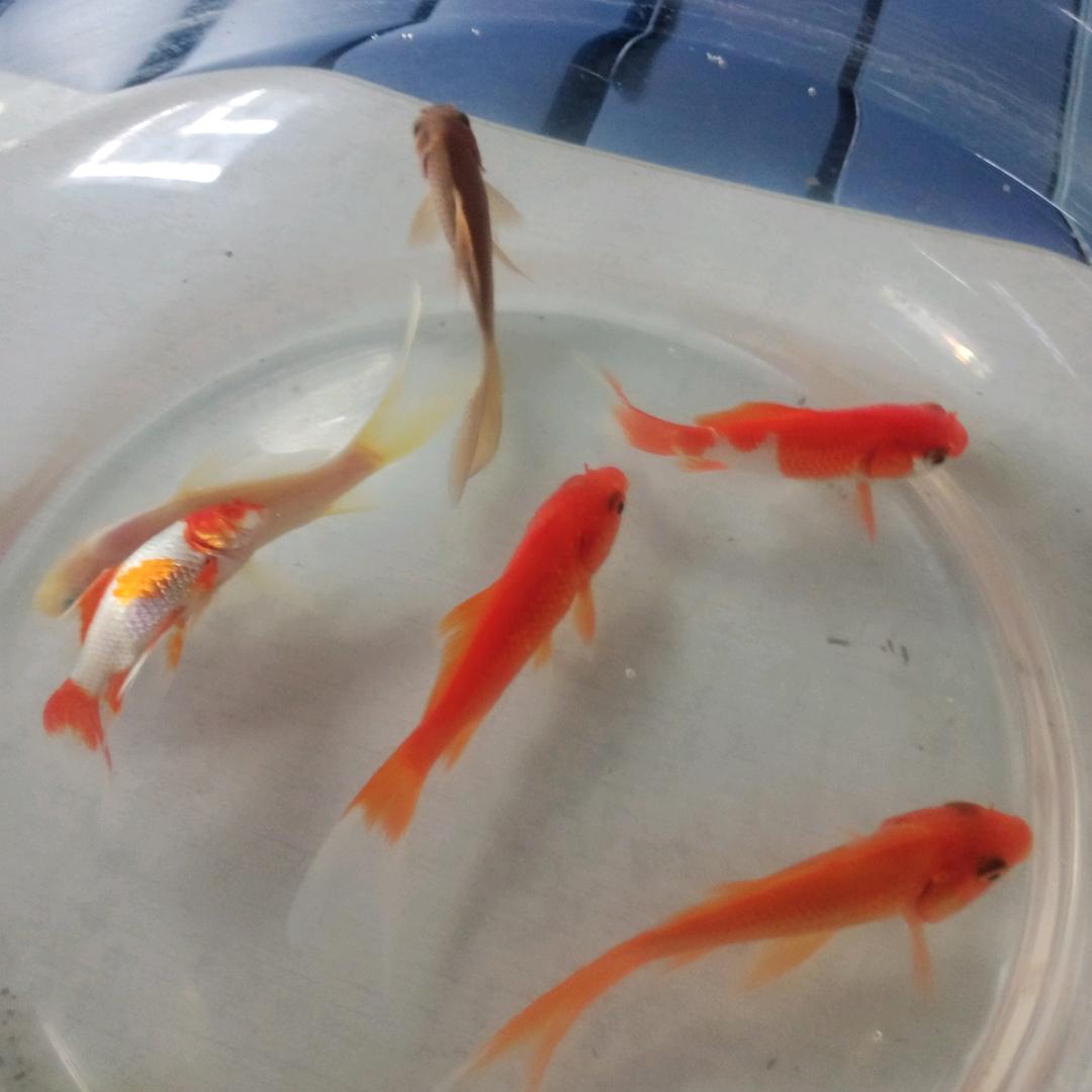 美琴77，7，7🐍