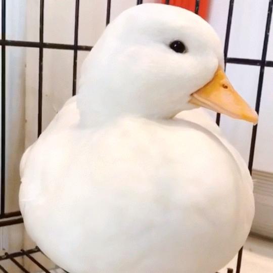 一只鸭🦆