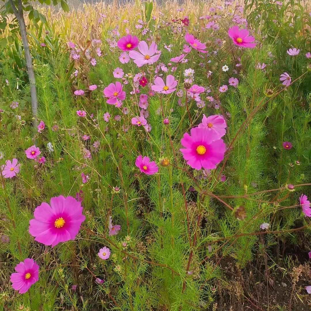 雪莲花