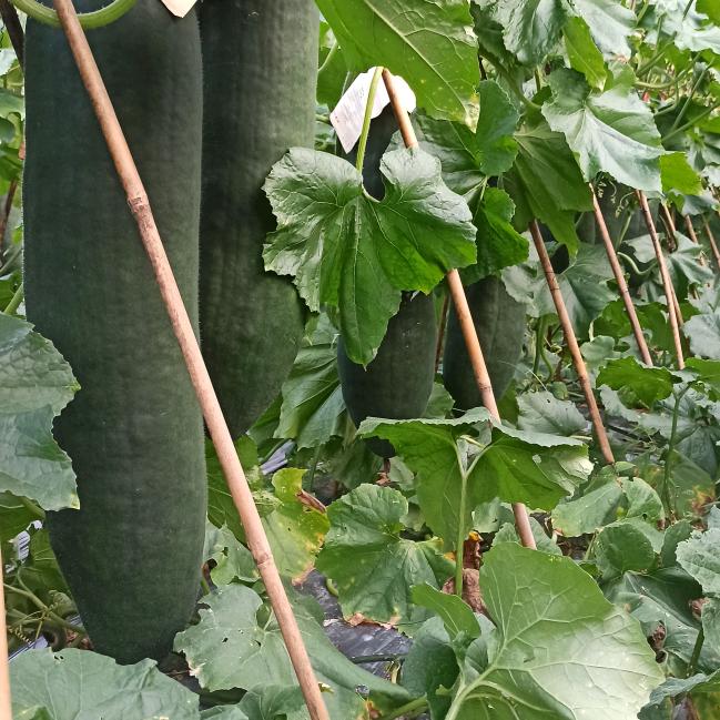 我是新人主播请大家多多关照