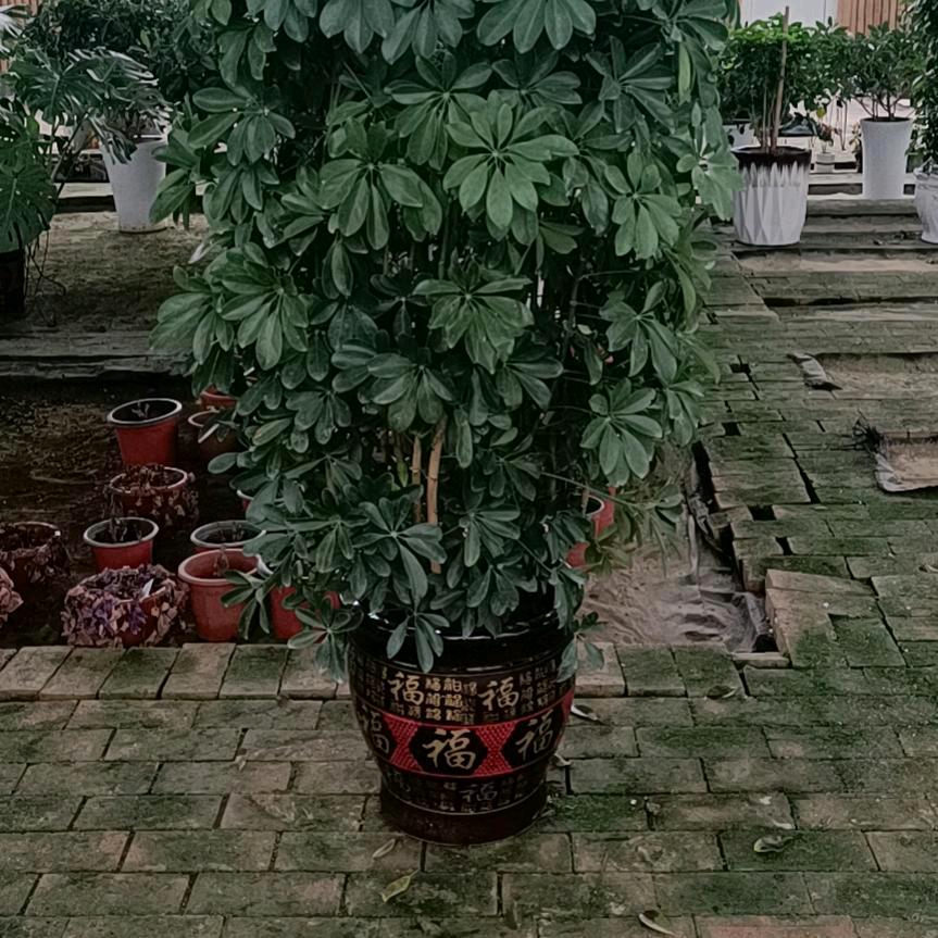 🥀ঞ武₅₂₀李取闹💞࿐
