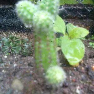 留億守（猜得深）