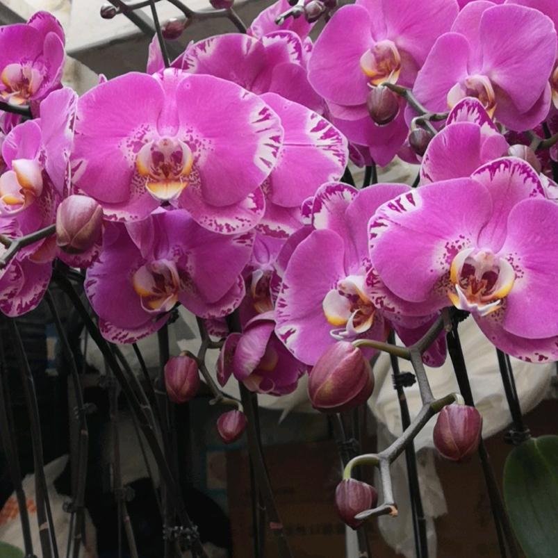 幸福像花儿一样