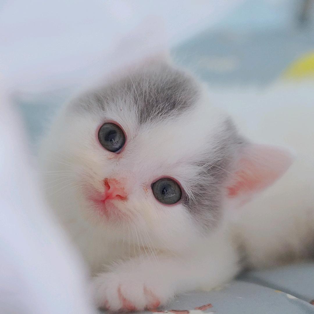 口罩是只猫@抖音