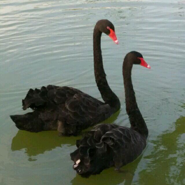 梦幻相依