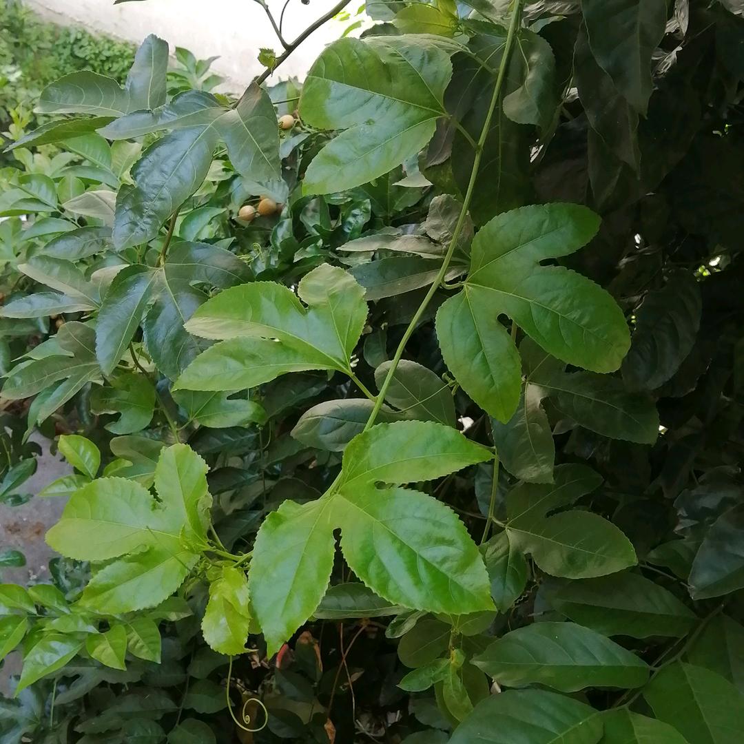 紫云英 (关必回）