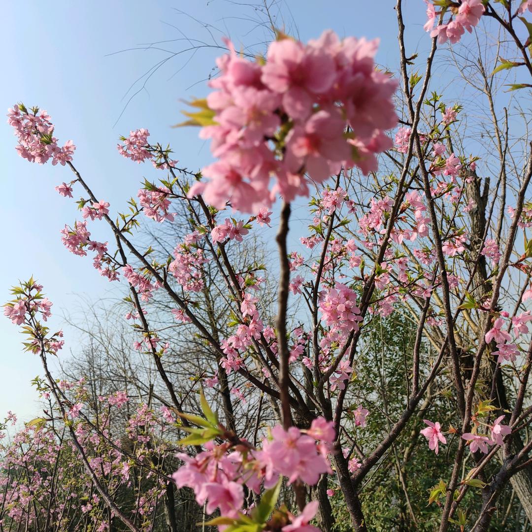 阿叽阿啾