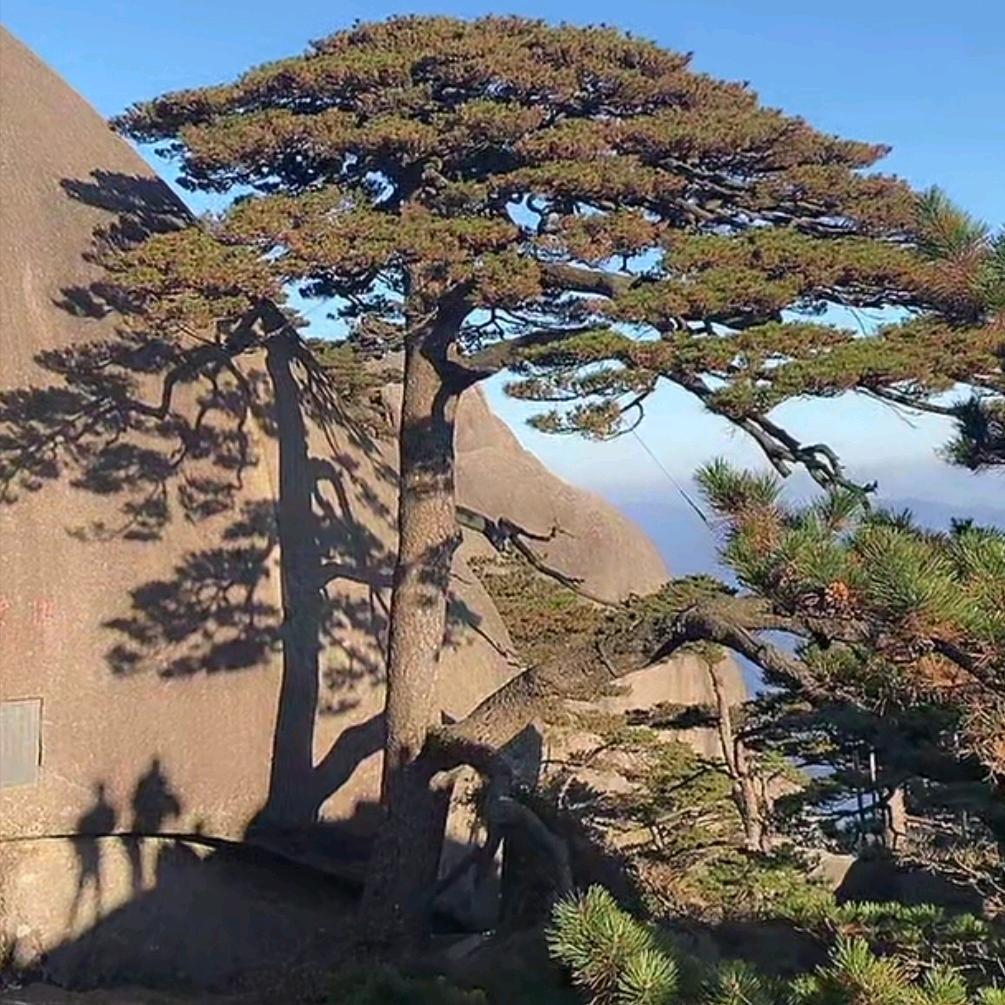 宋晋