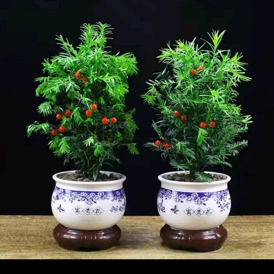 有你真好