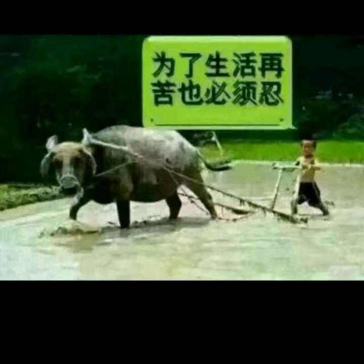 千年狐