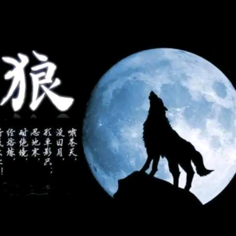 老狼