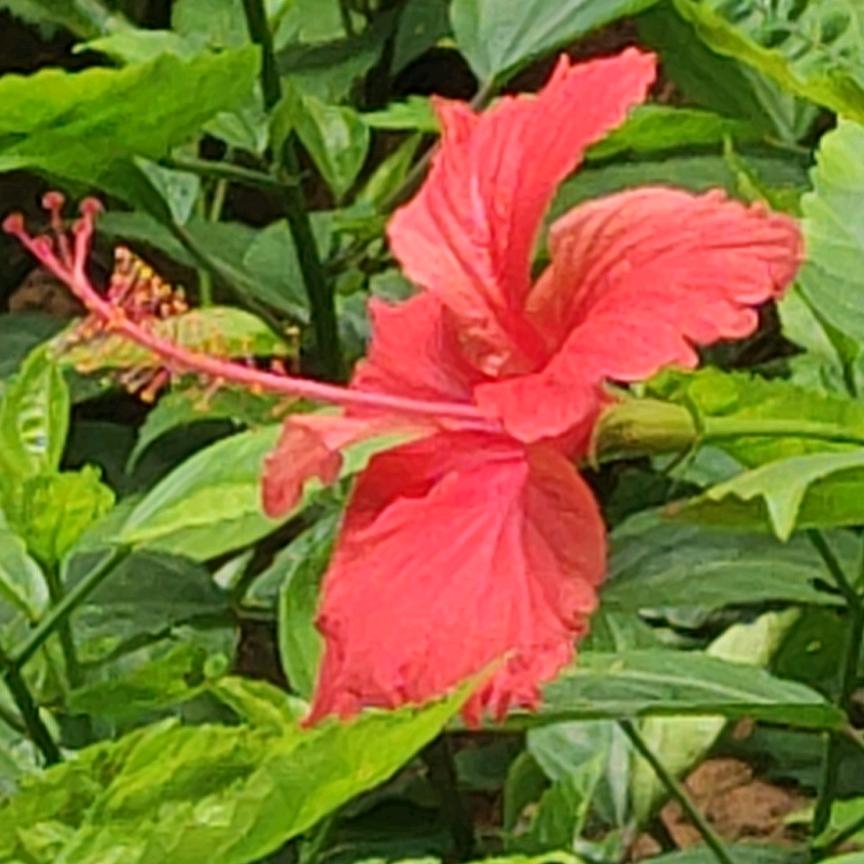 智