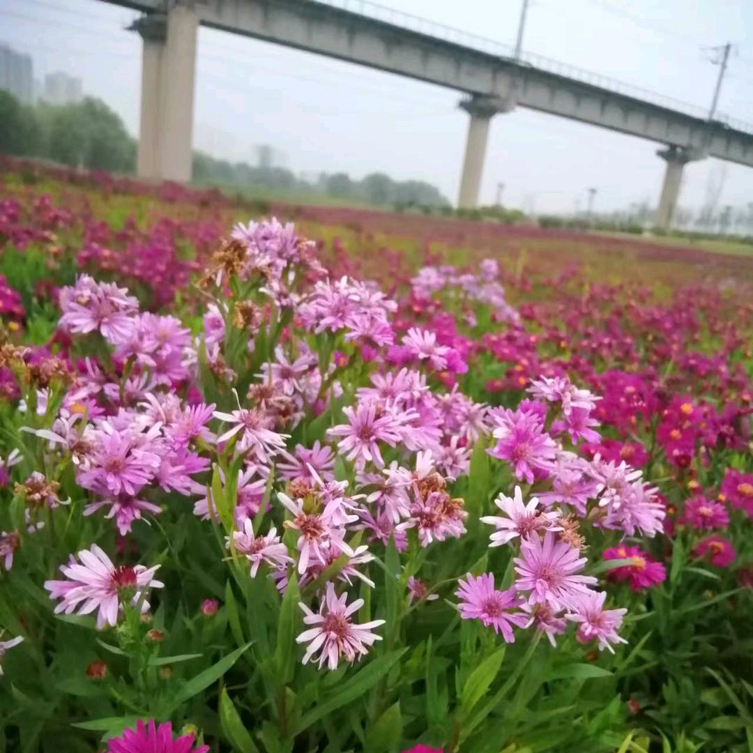灞桥李哥