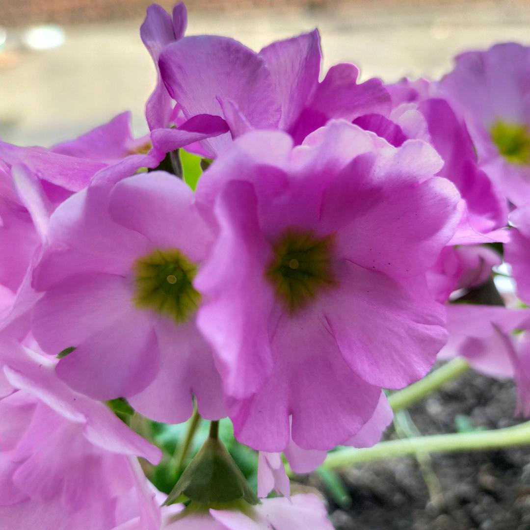 乌兰浩特团购薅羊毛