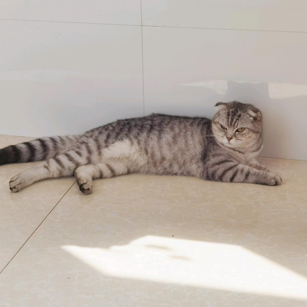 咪咪喵猫咪