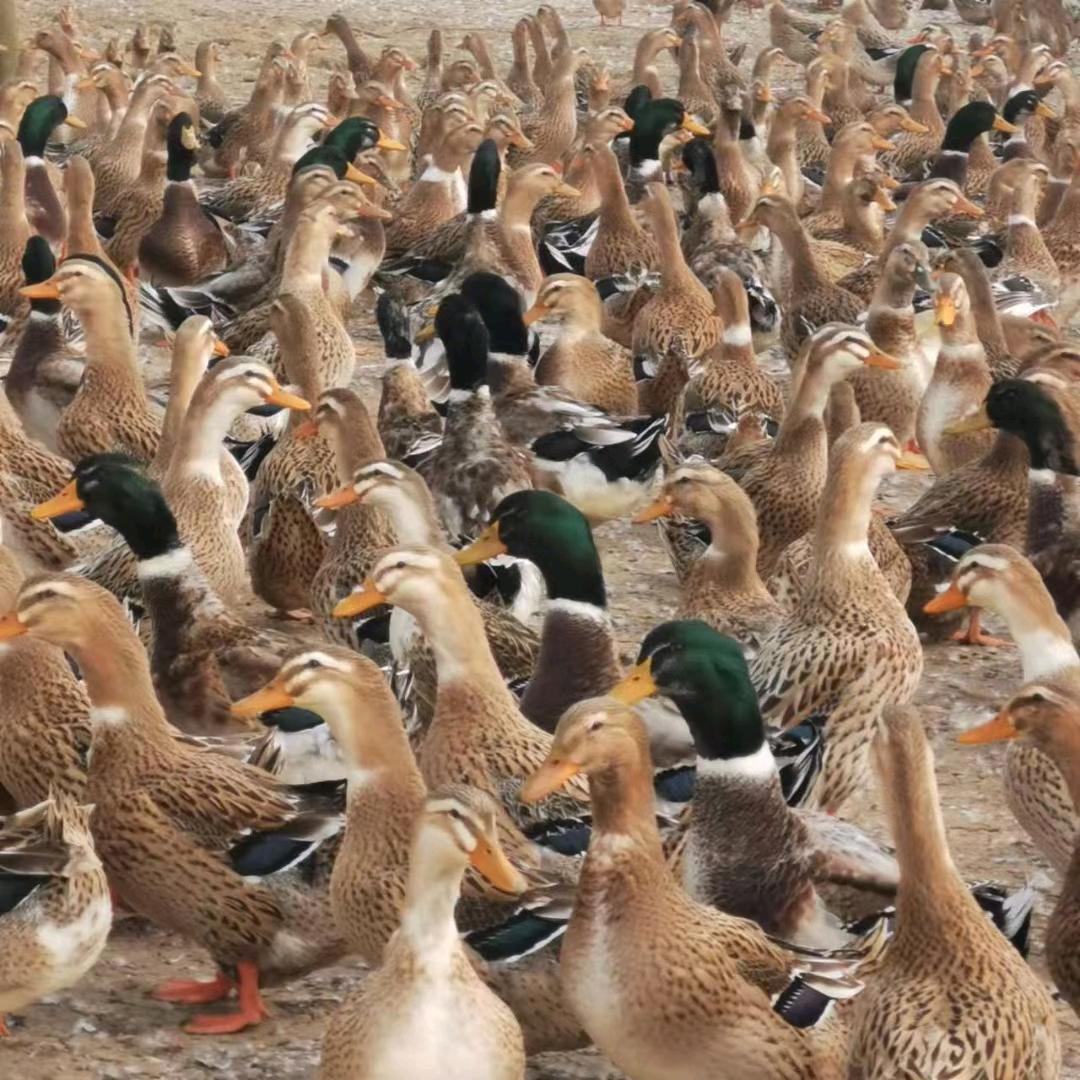 清镇小哥哥生态养殖场