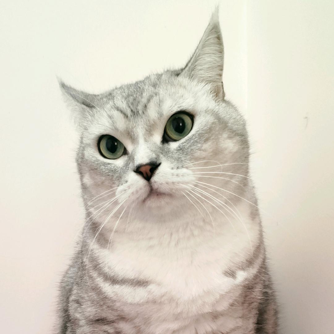 我有一只猫🐱 💖