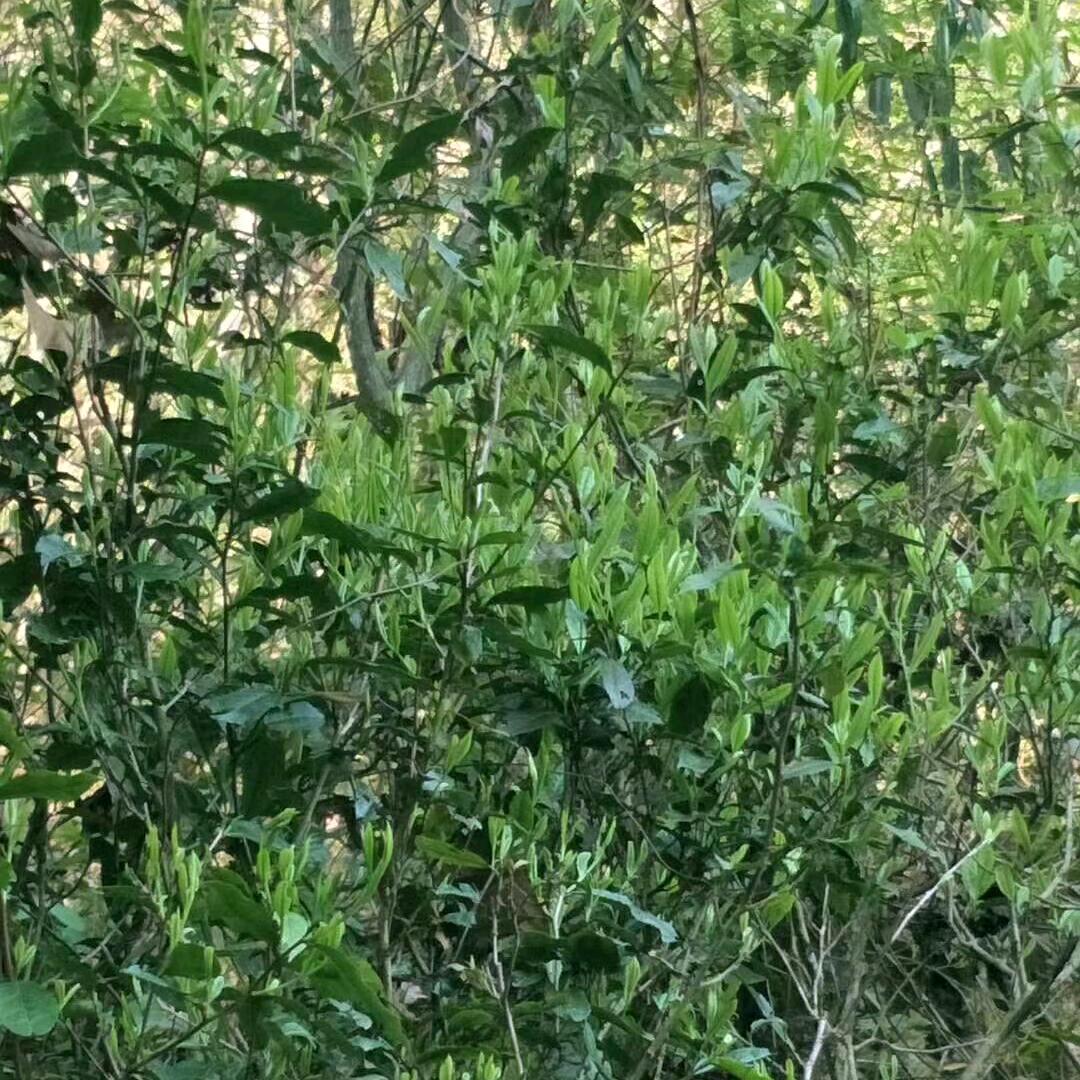 小卢在卖茶叶