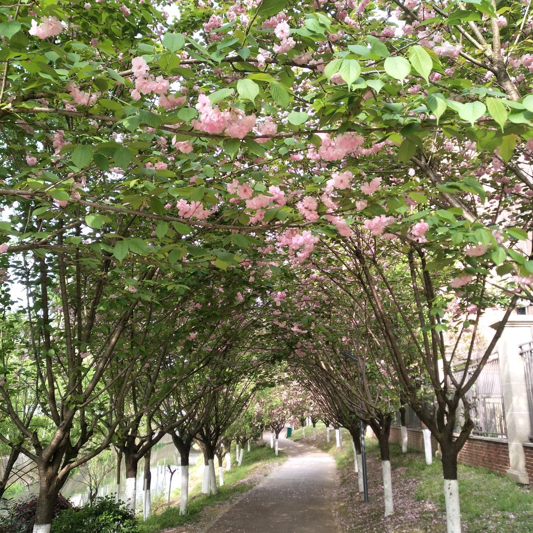 松间月