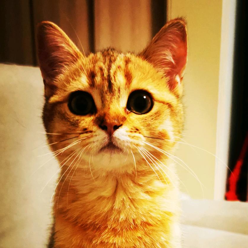 科比的五只小猫咪