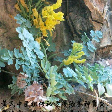 民间祖传中药，治(各种胃疼，风湿痛，)