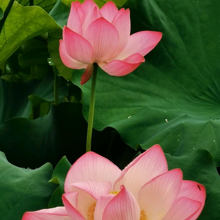平安一生